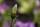 Knospe