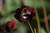Schokoladenblume