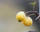 Malus - 'Golden Hornet'