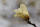 Magnolie