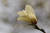 Magnolie