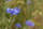 Kornblume
