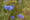 Kornblume