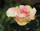 Edelrose 