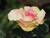 Edelrose 