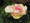 Edelrose 