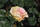 Edelrose 