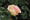 Edelrose 