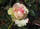 Edelrose 