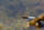 Libelle im Flug