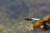 Libelle im Flug